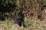 BEAUCERON - PUPPIES 404